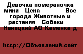 Девочка помераночка мини › Цена ­ 50 000 - Все города Животные и растения » Собаки   . Ненецкий АО,Каменка д.